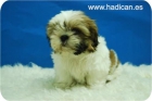 Los Shih Tzu mas bonitos y elegantes de todo Madrid. - mejor precio | unprecio.es