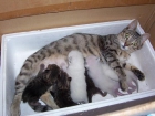 REGALO GATITOS - mejor precio | unprecio.es