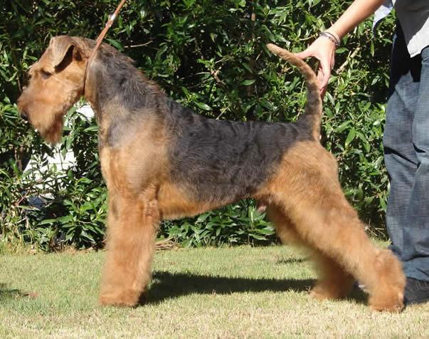 Airedales terrier