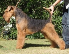 Airedales terrier - mejor precio | unprecio.es