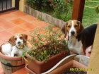 beagles en tenerife - mejor precio | unprecio.es
