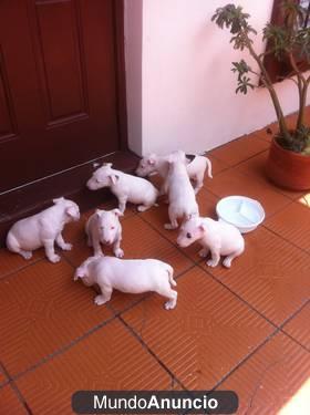 Cachorros de bullterrier con pedigree