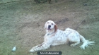 cachorros de setter ingles - mejor precio | unprecio.es