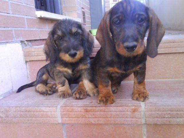 Cachorros teckel