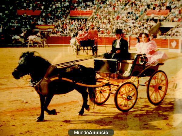 Carruaje pony, coche de caballos para pony.