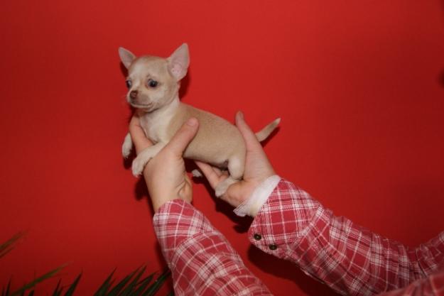 Chihuahua miniaturas calidad-precio 120€.