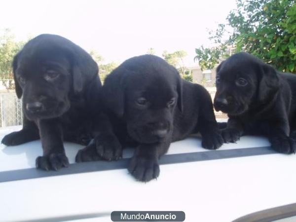 Labradores negros