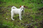 Maravilloso shiba inu cachorros - mejor precio | unprecio.es
