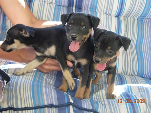 SE VENDEN PINCHER AUTENTICOS(DOBERMAN ENANO)