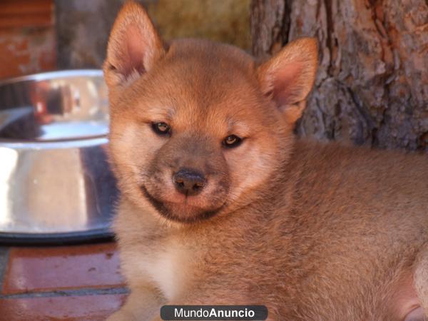 Vendo precioso cachorro Shiba Inu