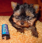 yorkshire terrier preciosos cachorritos - mejor precio | unprecio.es