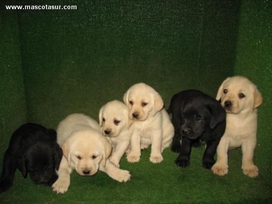 ACHORROS DE LABRADORES 190 EN MASCOTASUR 190 EUROS :