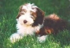 bearded collie - mejor precio | unprecio.es