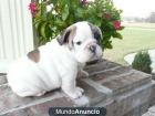 Cachorro bulldog ingles 100€ - mejor precio | unprecio.es