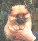 CACHORROS DE POMERANIA 600 - mejor precio | unprecio.es