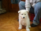 CACHORROS DE SAMOYEDO - mejor precio | unprecio.es