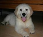 cachorros dulce para casas buenas