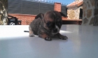 Chihuahua hembra atigrada - mejor precio | unprecio.es