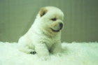 Chow Chow - Magnificos Cachorros Disponibles ( Blancos ) - mejor precio | unprecio.es