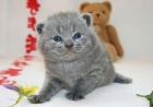 GATITOS BRITISH SHORTHAIR - mejor precio | unprecio.es