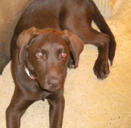 LABRADOR HEMBRA COLOR CHOCOLATE 300 euros