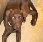 LABRADOR HEMBRA COLOR CHOCOLATE 300 euros - mejor precio | unprecio.es