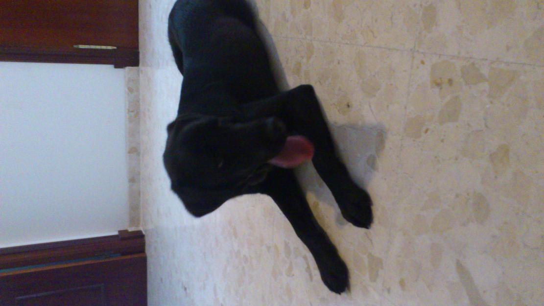 Labrador retriever