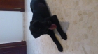 Labrador retriever - mejor precio | unprecio.es