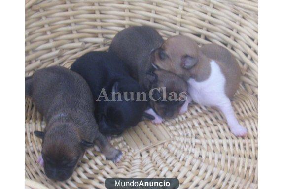 Libre Gratis cachorros de Chihuahua para su casa