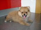 Preciosos cachorritos lulu pomerania - mejor precio | unprecio.es