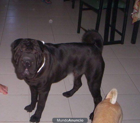 Sharpei negro busca novia