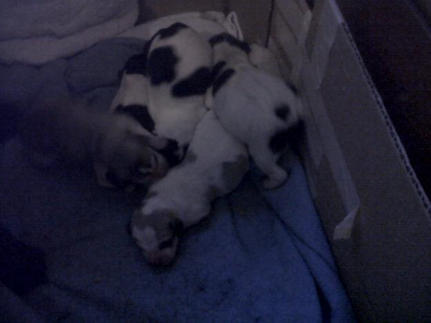 Urgente- se regalan cachorros