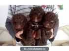 Vendo cachorros de perros de agua de diferentes colores se pueden ver - mejor precio | unprecio.es