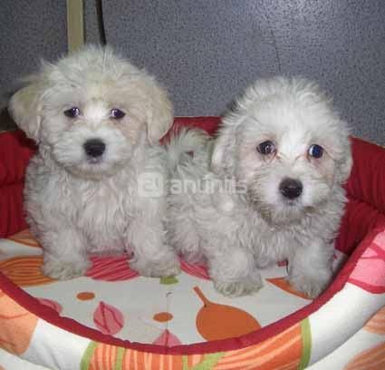 Bichón Maltés