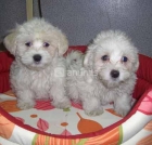 Bichón Maltés - mejor precio | unprecio.es