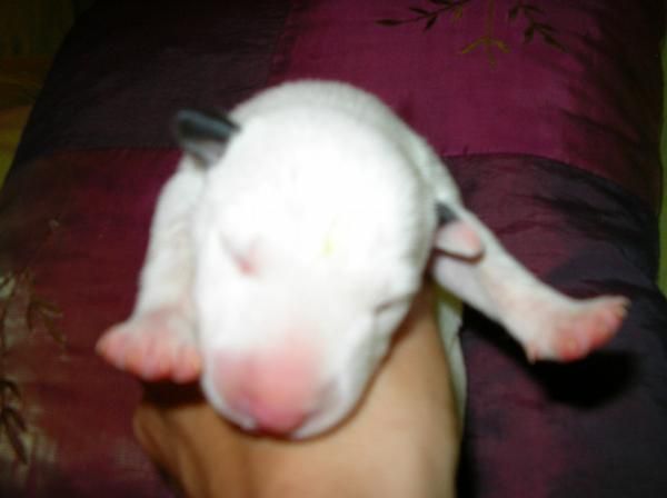 BULL TERRIER