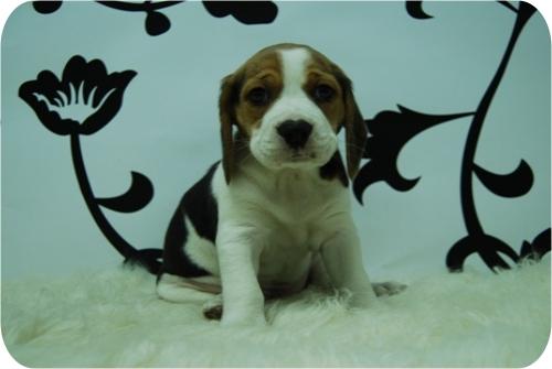 Cachorritos de Beagle de la mejor calidad y con las mejores garantias. www.hadican.es