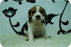 Cachorritos de Beagle de la mejor calidad y con las mejores garantias. www.hadican.es - mejor precio | unprecio.es