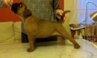 Cachorro boxer macho - mejor precio | unprecio.es