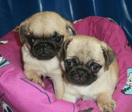 Cachorros de Carlino, pura raza y económicos