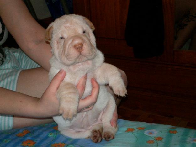 CACHORROS DE SHAR-PEI