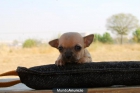 Chihuahua toy, machos y hembras, dos meses, ven a verlos¡¡ buen precio - mejor precio | unprecio.es