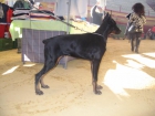 DOBERMAN - mejor precio | unprecio.es