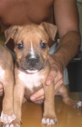 Expectacular hembra de American Staffordshire Terrier. - mejor precio | unprecio.es