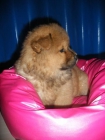 Magníficos cachorros de Chow-chow ¡Garantía veterinaria - mejor precio | unprecio.es