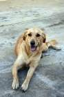 MOIRA, perra tipo labrador en adopción - mejor precio | unprecio.es