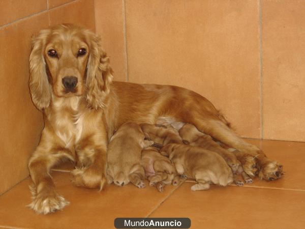 PRECIOSA CAMADA COCKER SPANIEL INGLES