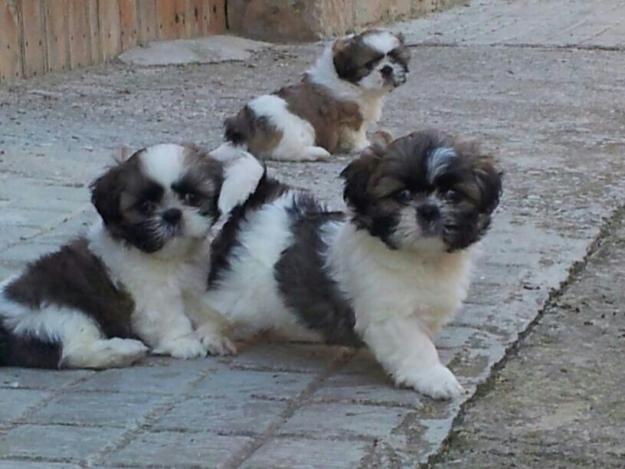 Preciosos gossets shih-tzu