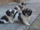 Preciosos gossets shih-tzu - mejor precio | unprecio.es