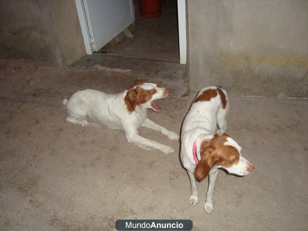Se venden cachorros de breton español